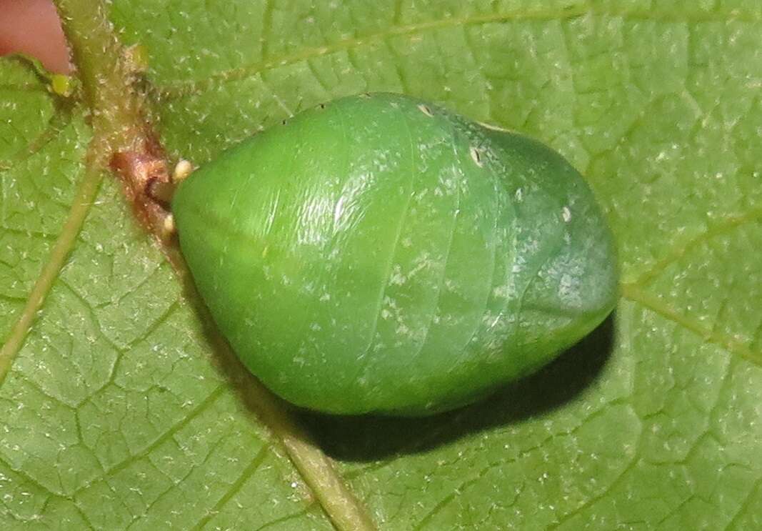 Image of Green-veined Charaxes