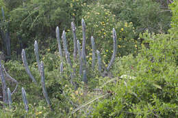 Image of Pilosocereus lanuginosus (L.) Byles & G. D. Rowley