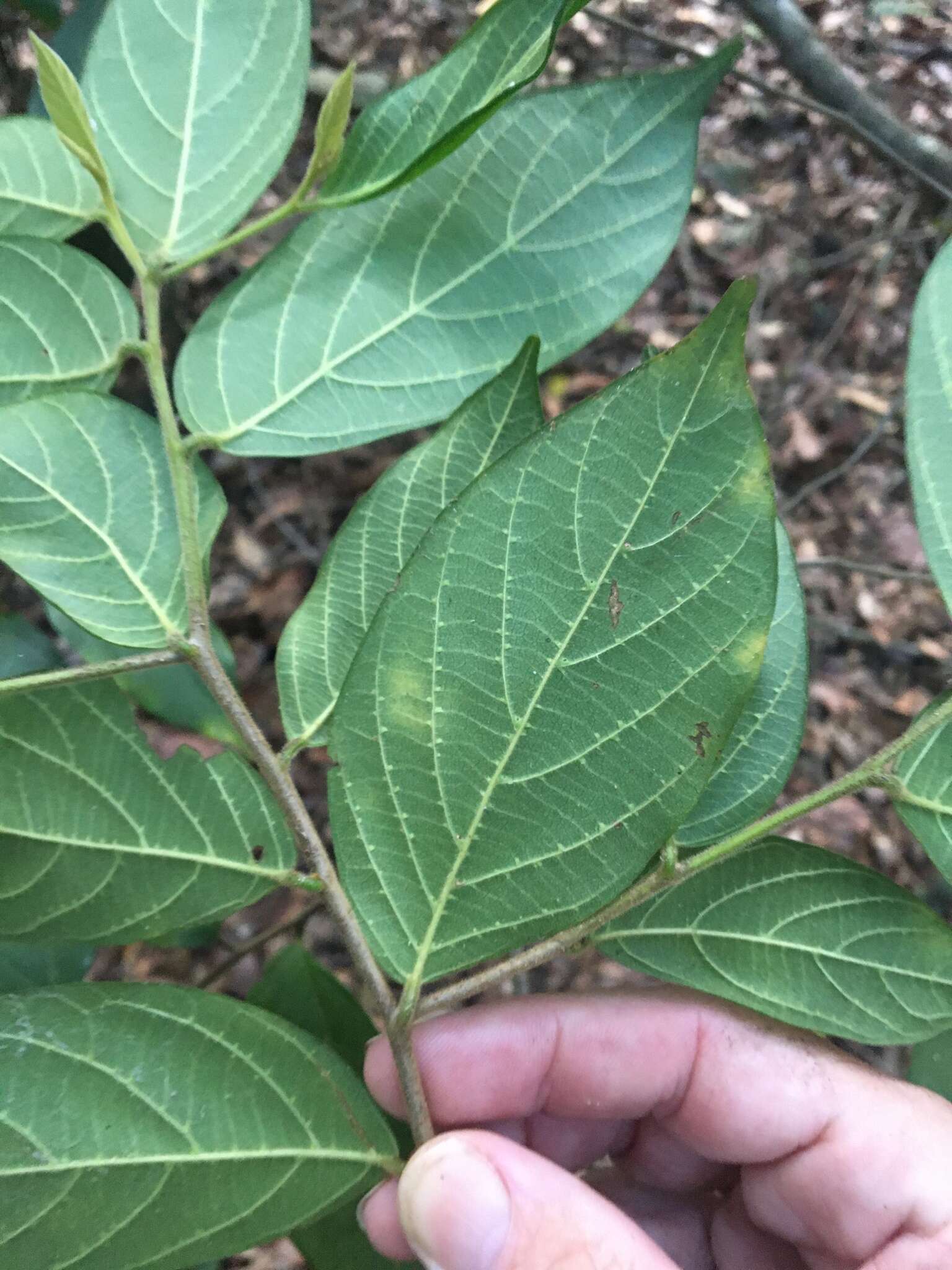 Image of Alangium polyosmoides subsp. tomentosum