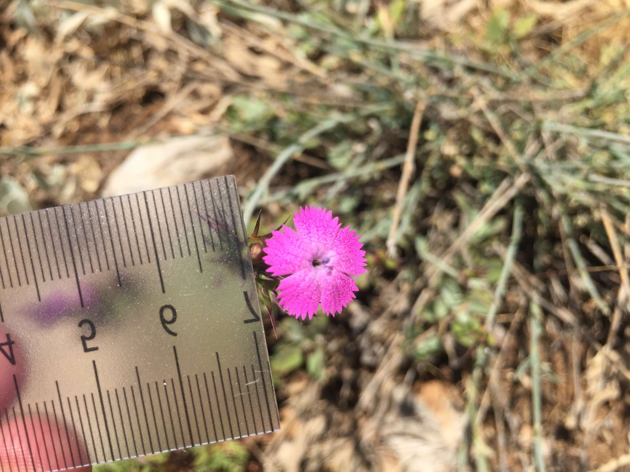 Image of Dianthus masmenaeus Boiss.