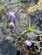 Image of Utricularia biloba R. Br.