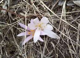 Image of Colchicum trigynum (Steven ex Adam) Stearn