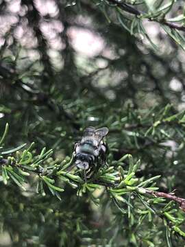 Image de Andrena cerasifolii Cockerell 1896