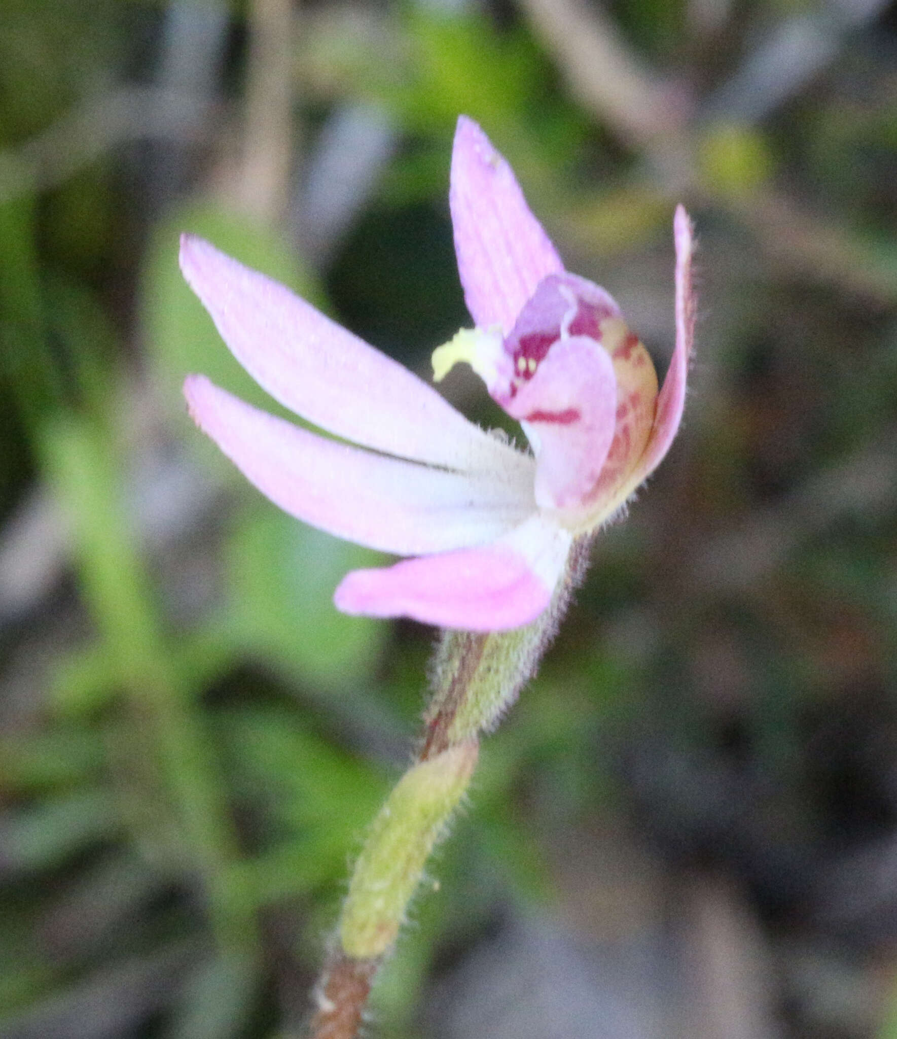 Image of Mauve Fingers