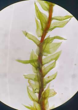 Image of Ludwig's pohlia moss