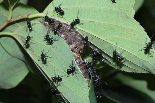 Image of Polyrhachis pilosa Donisthorpe 1938