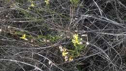 Image of Senecio burchellii DC.