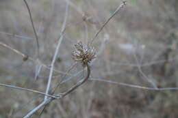 Cephalaria transsylvanica (L.) Schrad. ex Roem. & Schult. resmi