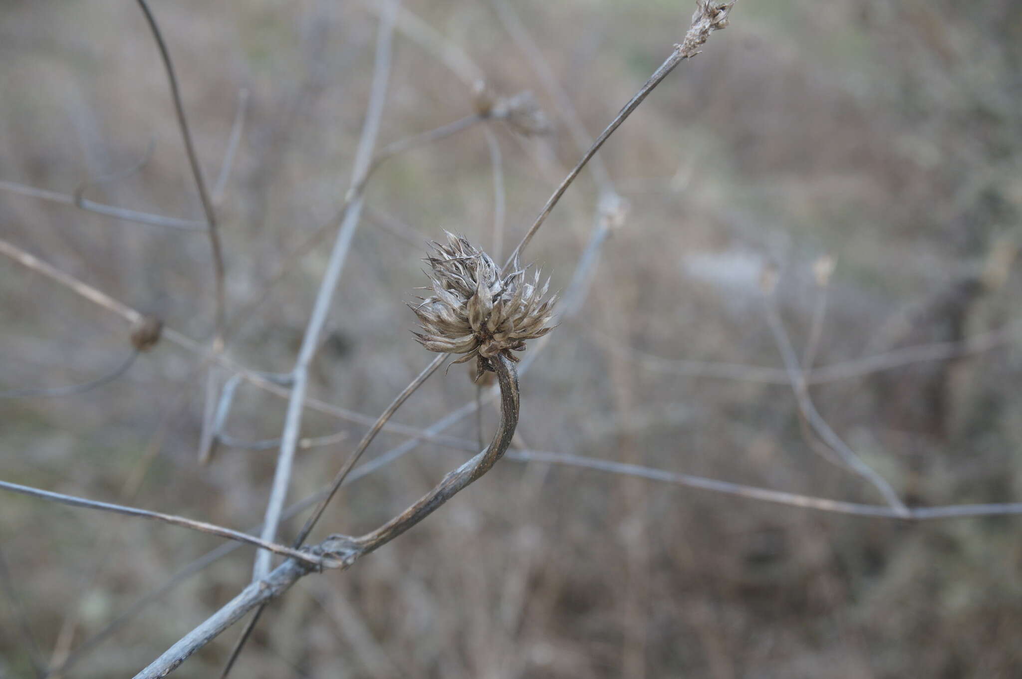 Cephalaria transsylvanica (L.) Schrad. ex Roem. & Schult. resmi