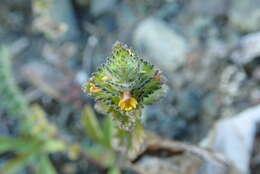 Image of subalpine eyebright