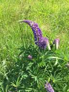 Image of Lupinus regalis Bergmans