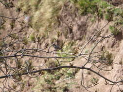 Image of Periparus ater atlas (Meade-Waldo 1901)