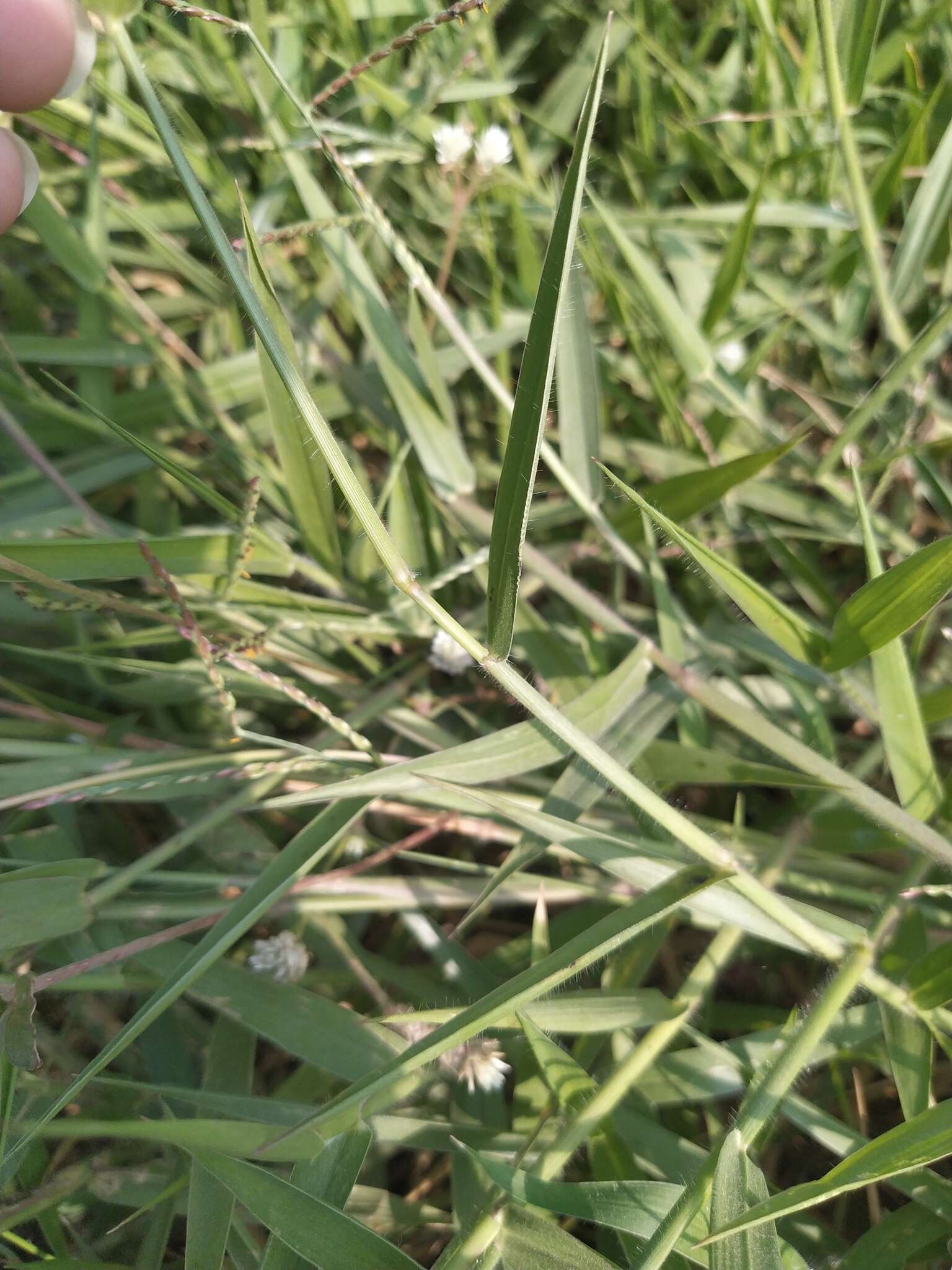 Image of Tropical Liverseed Grass