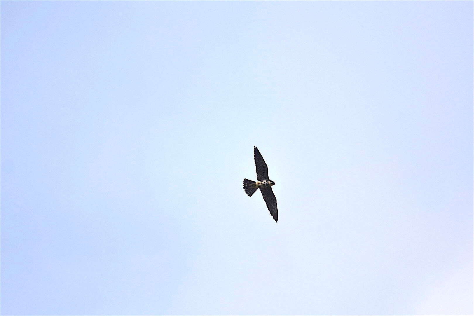 Image of Eurasian Hobby