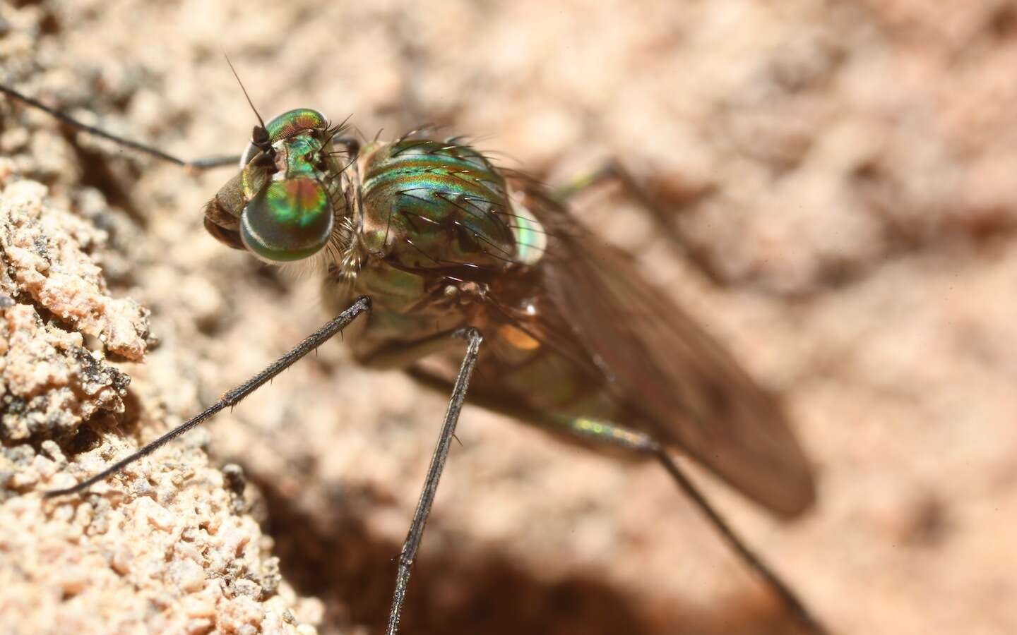 Image of Liancalus virens (Scopoli 1763)