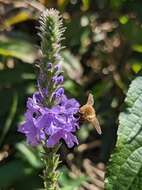 Image of grasshopper bee fly