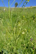 Image of Cynoglossum viridiflorum Pall. ex Lehmann