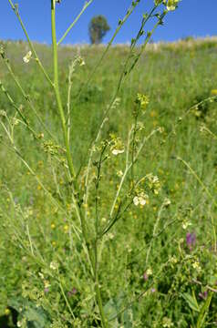 Cynoglossum viridiflorum Pall. ex Lehmann resmi