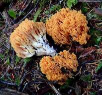 Image of Ramaria sandaracina Marr & D. E. Stuntz 1974