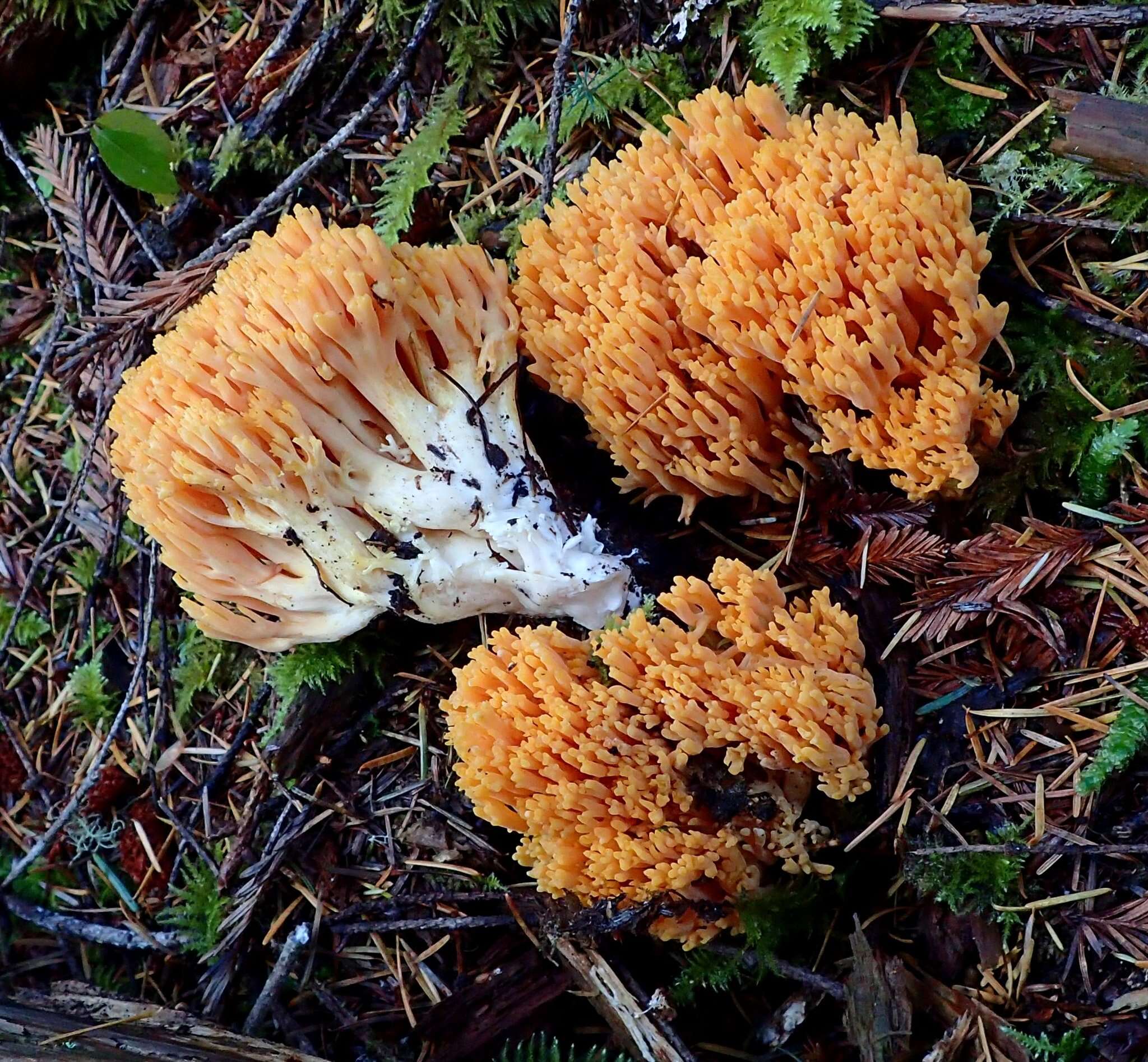 Ramaria sandaracina Marr & D. E. Stuntz 1974的圖片