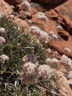 Imagem de Eriogonum fasciculatum var. polifolium (Benth.) Torrey & A. Gray