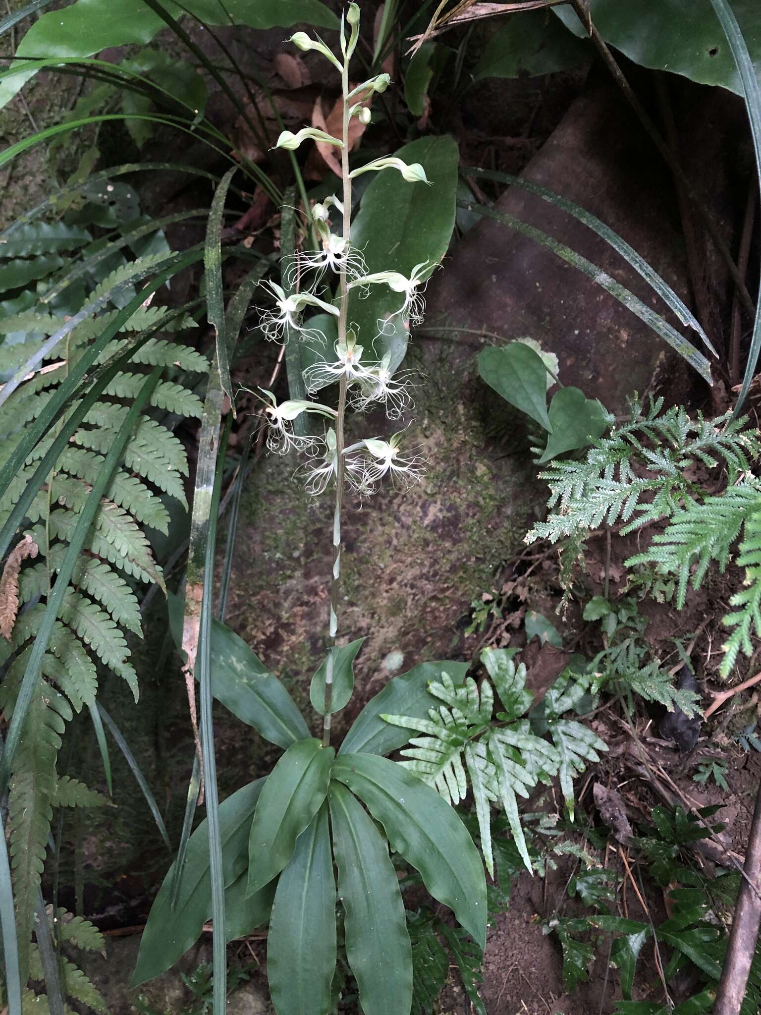 Image of Habenaria polytricha Rolfe