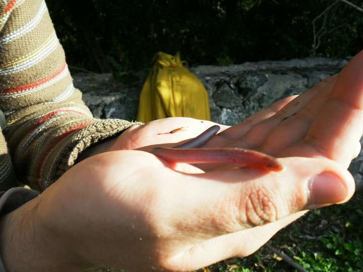 Image of South American Worm Lizard