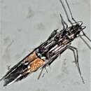 Image of Cosmopterix heliactis Meyrick 1897