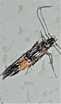 Image of Cosmopterix heliactis Meyrick 1897