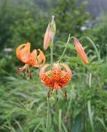 Image of Lilium leichtlinii var. maximowiczii (Regel) Baker