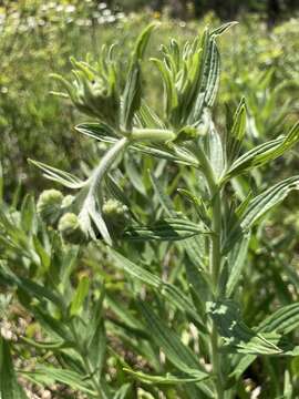 Image of soft-hair marbleseed