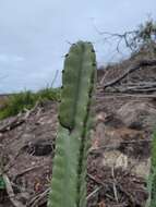 Image of Cereus fernambucensis subsp. sericifer (F. Ritter) N. P. Taylor & Zappi