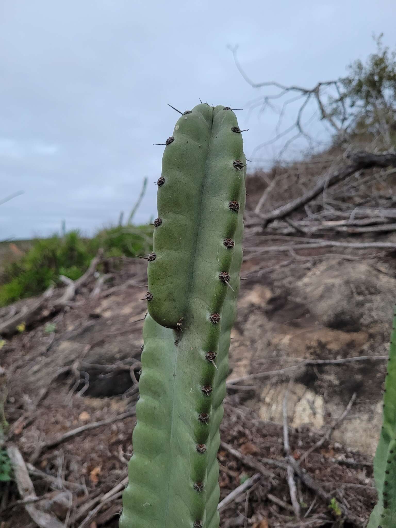 Plancia ëd Cereus fernambucensis Lem.