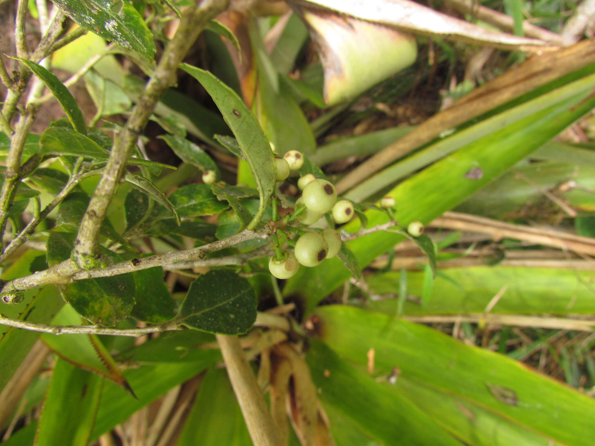 Image of Ilex brevicuspis Reiss.