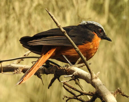 Image of White-crowned Robin-Chat