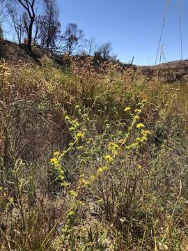 Image of common tarweed