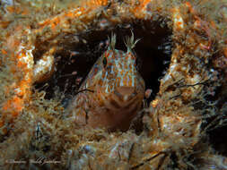 Image of Oyster blenny