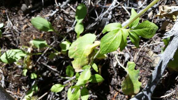 Image of Cordilleran Valerian