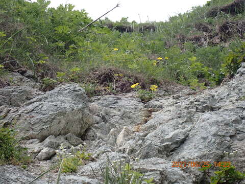 Image de Potentilla fragiformis Willd. ex Schltdl.