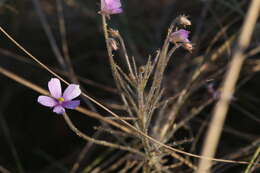 Image of Byblis filifolia Planch.