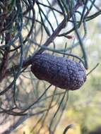 Image of Allocasuarina humilis (Otto & A. Dietr.) L. A. S. Johnson