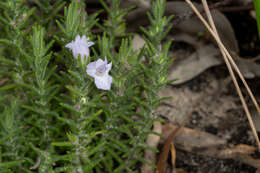 Image of Chloanthes