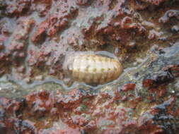 Image of Leptochiton inquinatus (Reeve 1847)