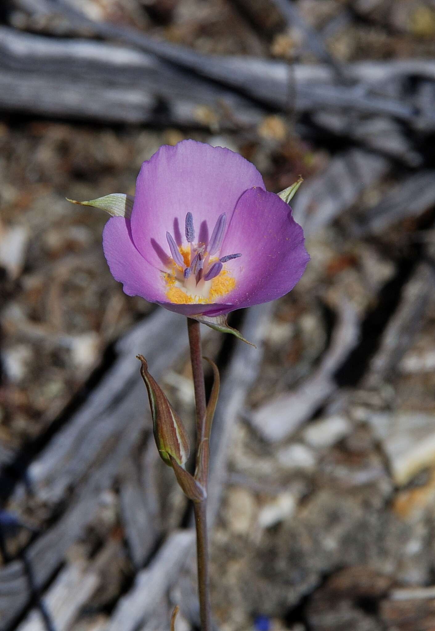 صورة Calochortus palmeri S. Watson