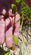 Oenothera heterophylla Spach的圖片