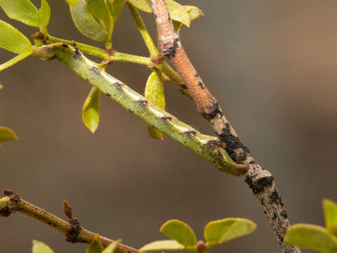 Image of Creosote Moth