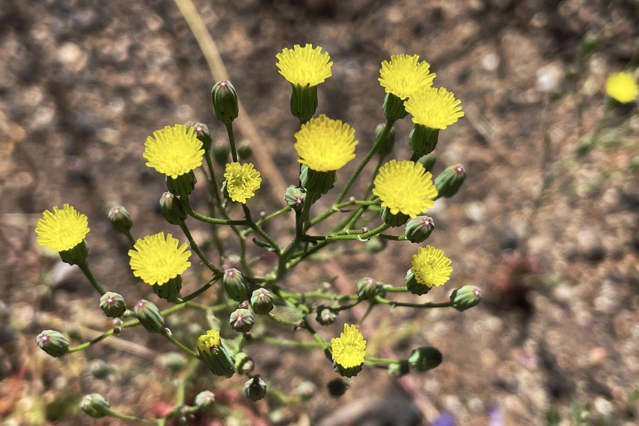 Image of Cleveland's desertdandelion