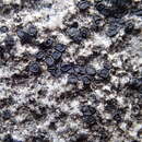 Image of farnoldia lichen