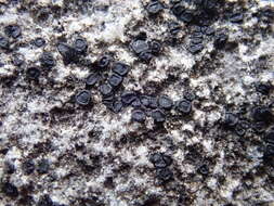Image of farnoldia lichen