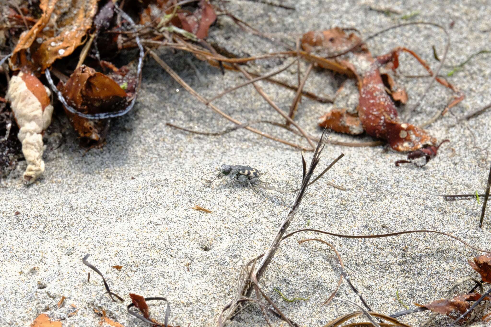 Image of Cicindela (Cicindela) latesignata latesignata Le Conte 1851